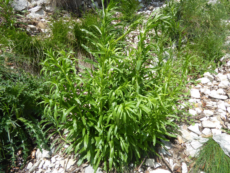 Reseda luteola - Resedaceae